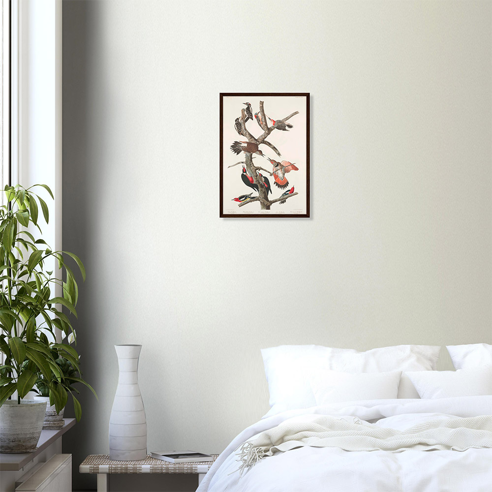 john-james-audubon-woodpecker-study-plate-416-framed-poster-dark-wood-0 John James Audubon - Woodpecker Study Plate 416 - -framed-poster-dark-wood-0