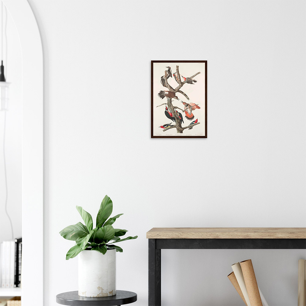 john-james-audubon-woodpecker-study-plate-416-framed-poster-dark-wood-2 John James Audubon - Woodpecker Study Plate 416 - -framed-poster-dark-wood-2