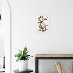 John James Audubon - Woodpecker Study Plate 416 - -framed-poster-white-2