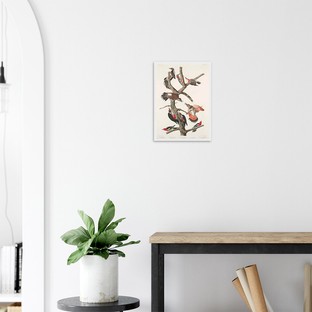 john-james-audubon-woodpecker-study-plate-416-framed-poster-white-2 John James Audubon - Woodpecker Study Plate 416 - -framed-poster-white-2